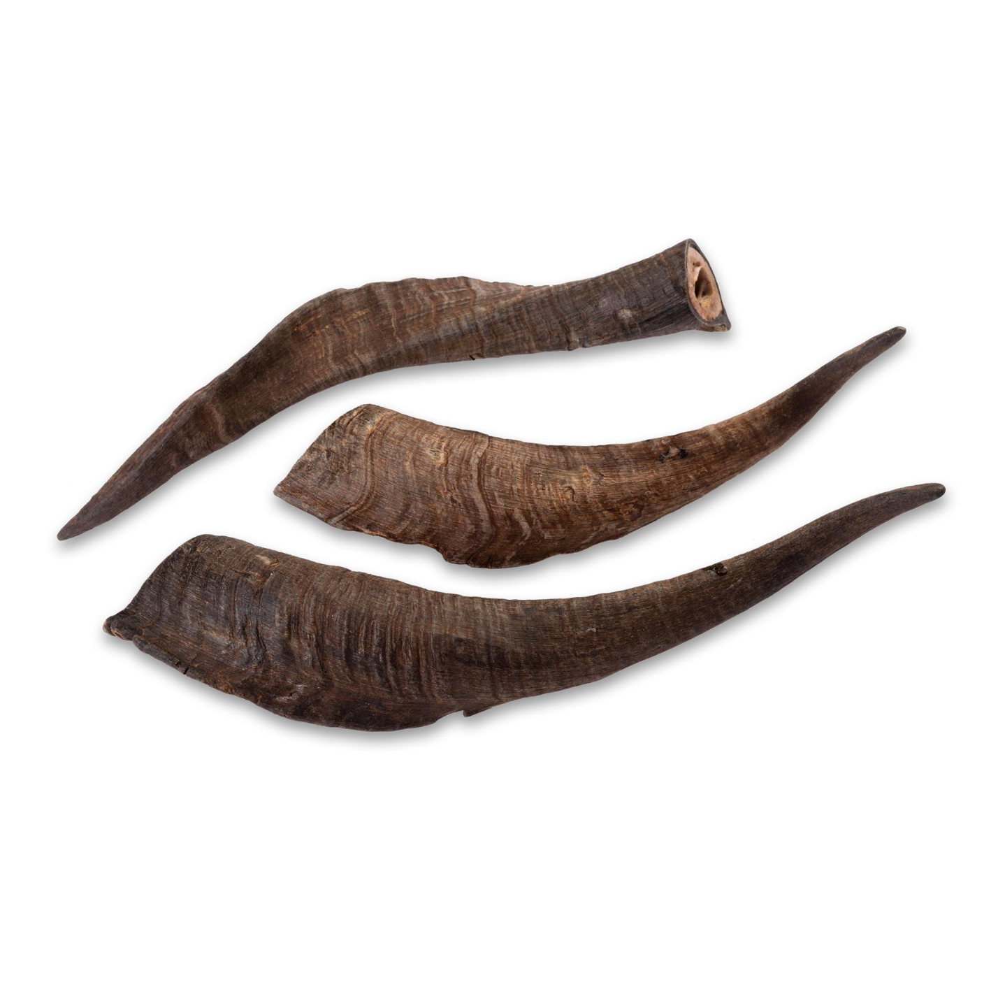 Large Goat Horn (20-25cm)