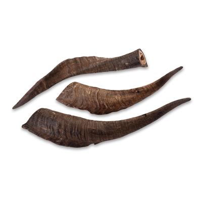 Goat Horn with Marrow LARGE (5 or 10 packs)